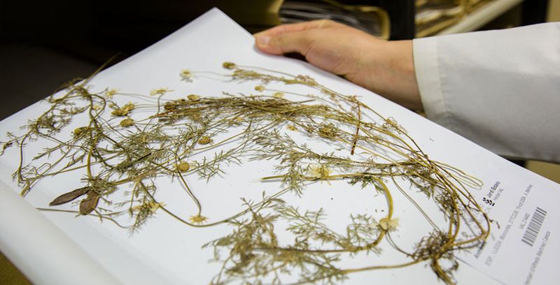 The herbarium of vascular plants
